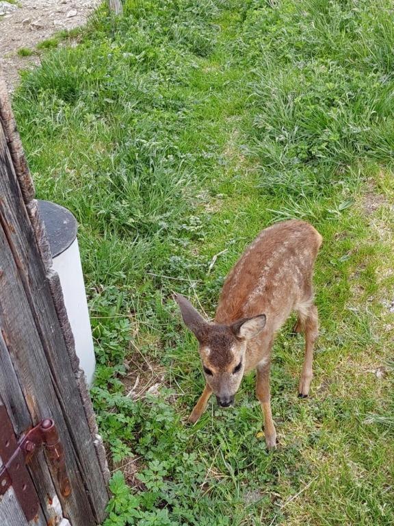 Appartamento Almstube Fritz Wald im Pinzgau Esterno foto